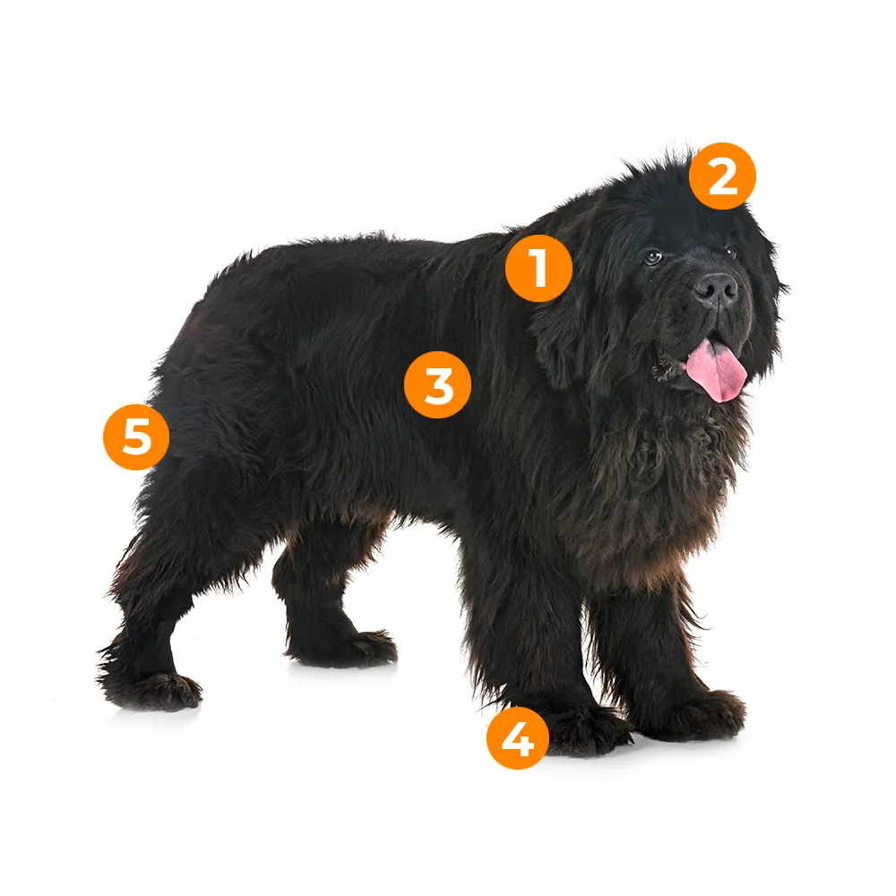 caracteristicas fisicas